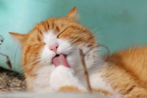 nice kitten
