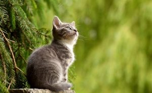 small cat